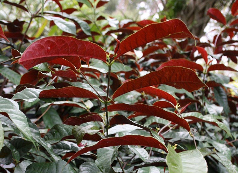 Cây đơn đỏ thường được trồng trong vườn
