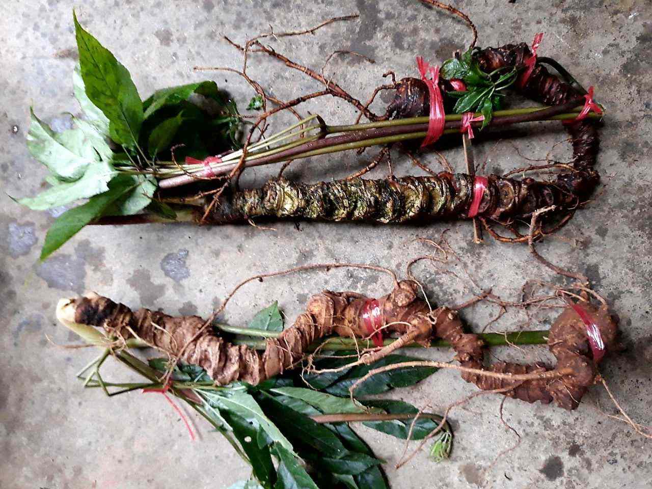 Sâm ngọc linh loại 1 .2 củ 1kg