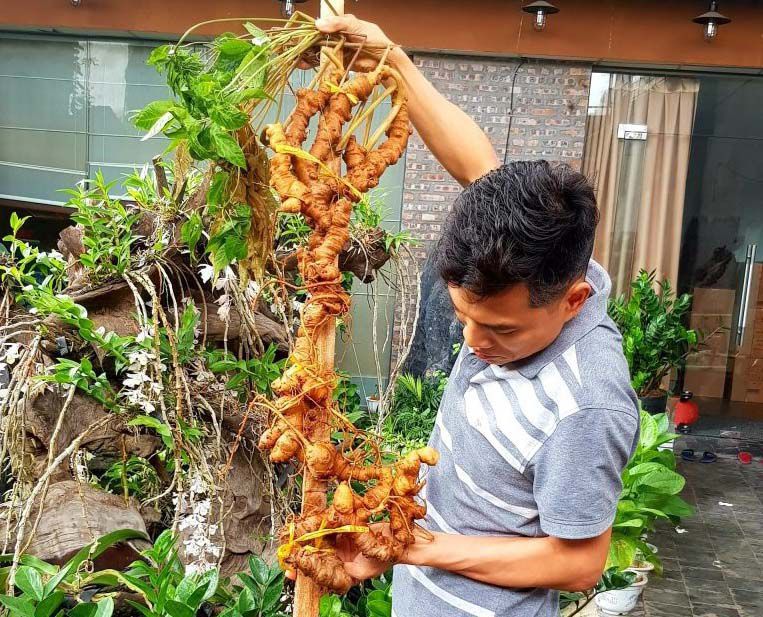 Cây sâm ngọc linh nhiều năm tuối của ông đào Văn Quang