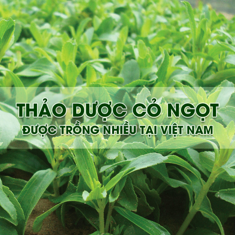 Thảo dược cỏ ngọt được trồng nhiều tại Việt Nam