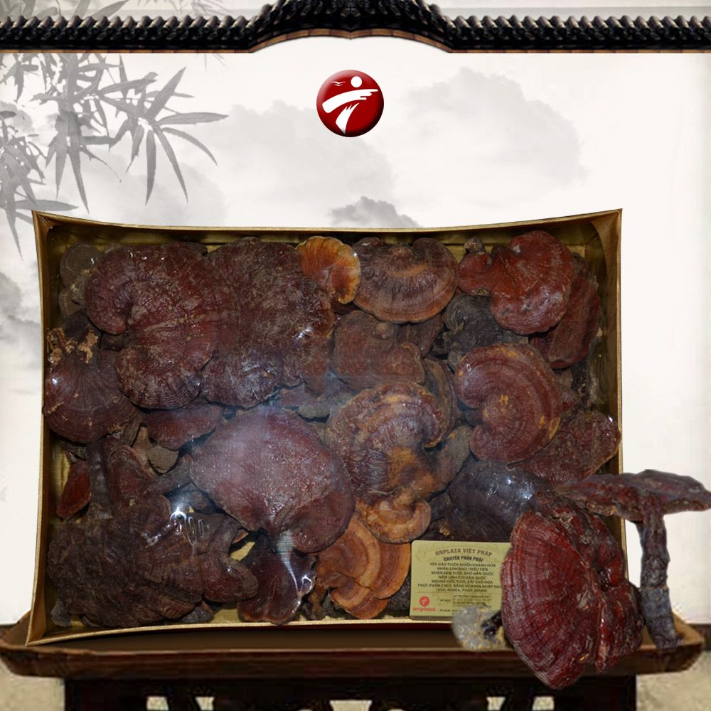 Nấm lim xanh núi Quảng Nam dòng thượng hạng hộp quà biếu 1 kg L294