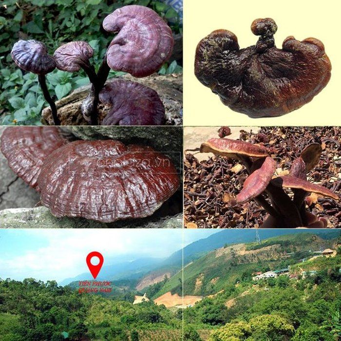 Nấm lim xanh núi Quảng Nam dòng thượng hạng hộp quà biếu 1 kg L294 1