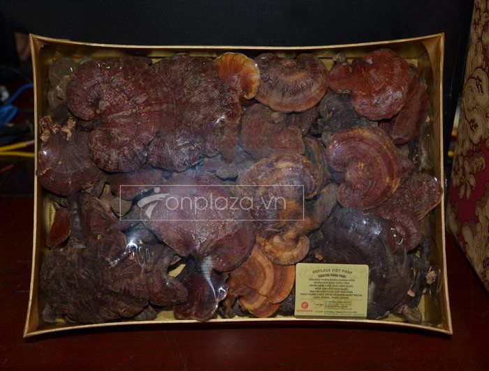 Nấm lim xanh núi Quảng Nam dòng thượng hạng hộp quà biếu 1 kg L294 2