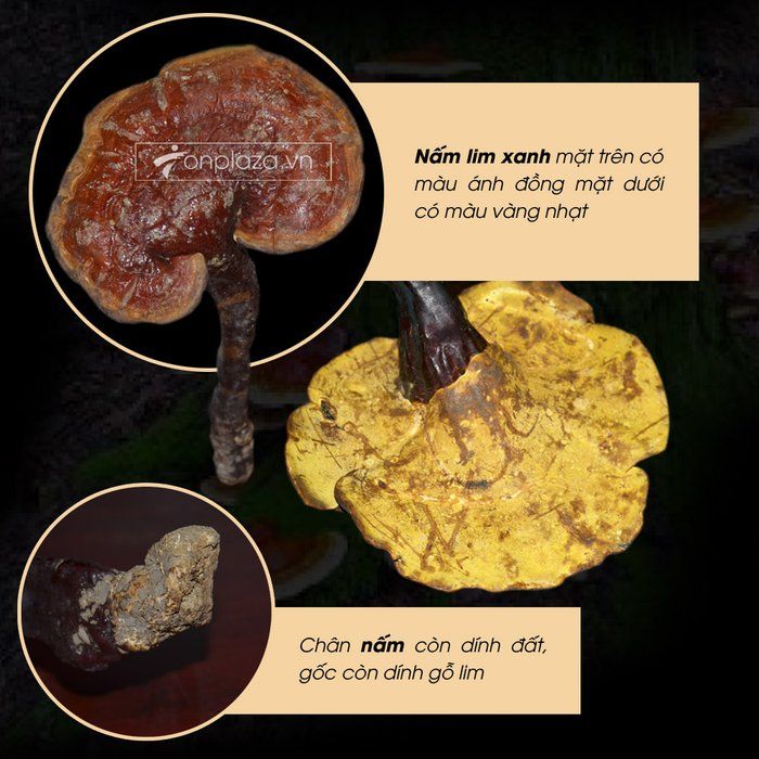 Nấm lim xanh núi Quảng Nam dòng thượng hạng hộp quà biếu 1 kg L294 4