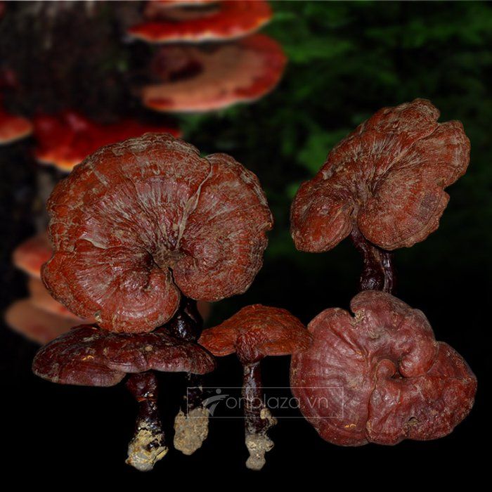 Nấm lim xanh rừng tự nhiên tại Quảng Nam loại 1