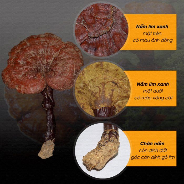 Nấm lim xanh rừng tự nhiên tại Quảng Nam loại 1 2