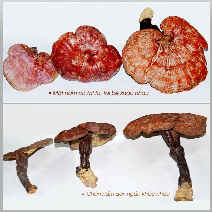 Nấm lim xanh rừng tự nhiên tại Quảng Nam loại 1 3