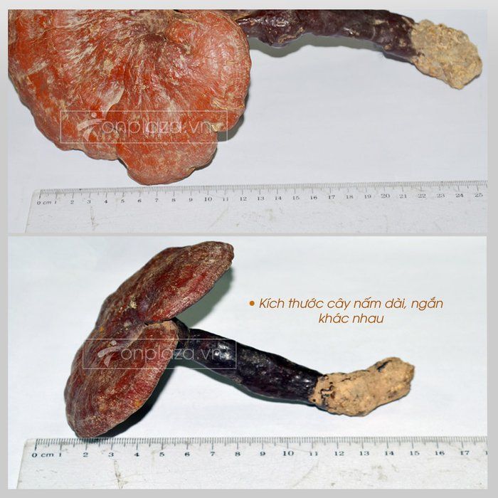 Nấm lim xanh rừng tự nhiên tại Quảng Nam loại 1 4