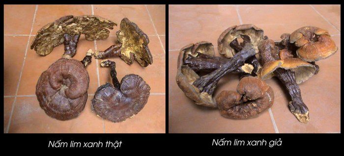 Nấm lim xanh rừng tự nhiên tại Quảng Nam loại 1 7