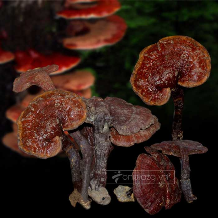 Nấm lim xanh rừng từ Quảng Nam loại 2