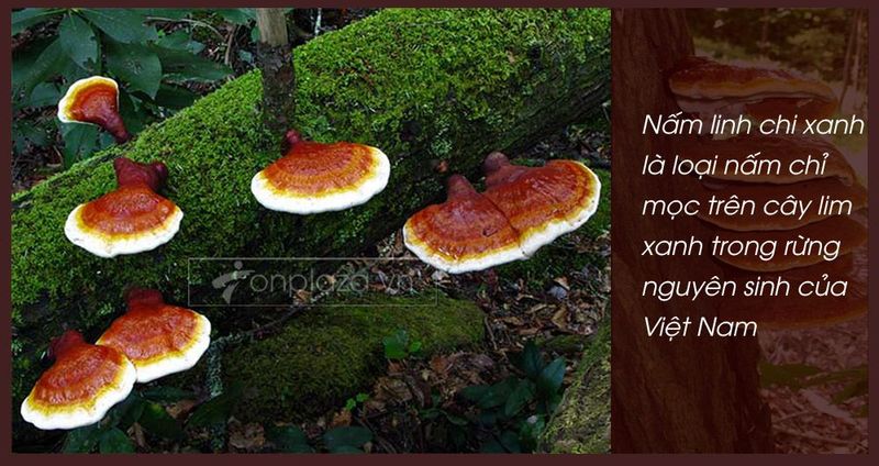 Nấm lim xanh rừng từ Quảng Nam loại 2 1