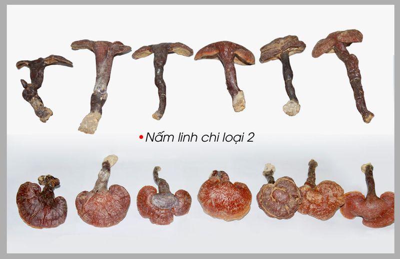Nấm lim xanh rừng từ Quảng Nam loại 2 2