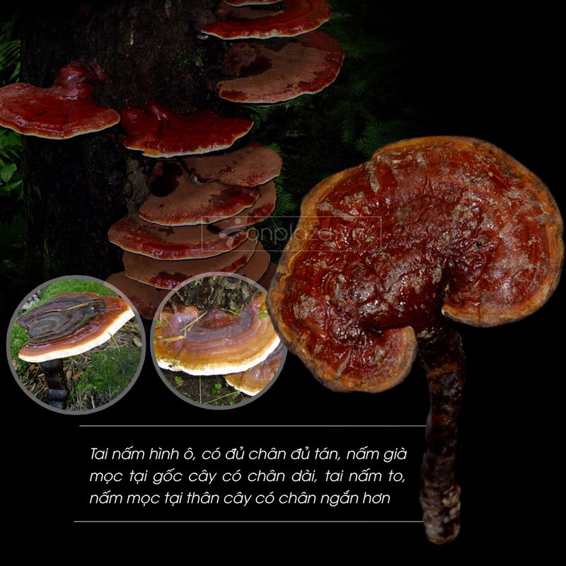 Nấm lim xanh rừng từ Quảng Nam loại 2 4