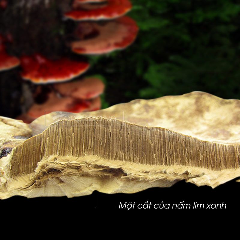 Nấm lim xanh rừng từ Quảng Nam loại 2 5