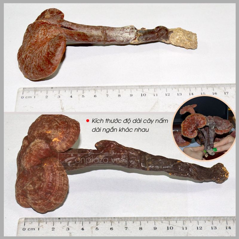 Nấm lim xanh rừng từ Quảng Nam loại 2 7