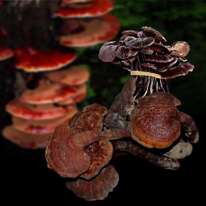 Nấm lim xanh Quảng Nam núi Tiên Phước loại 3