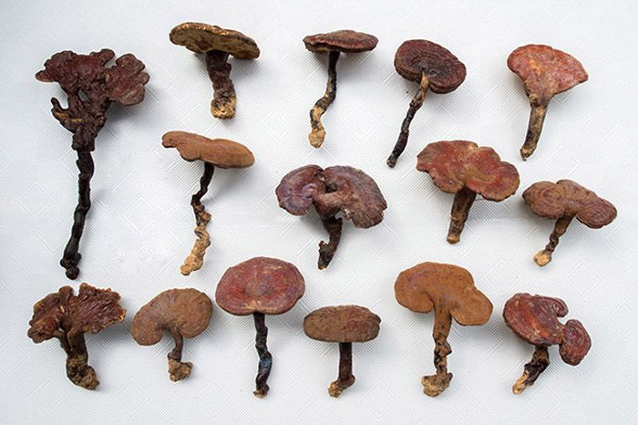 Nấm lim xanh Quảng Nam núi Tiên Phước loại 3 1