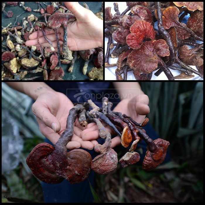 Nấm lim xanh Quảng Nam núi Tiên Phước loại 3 3