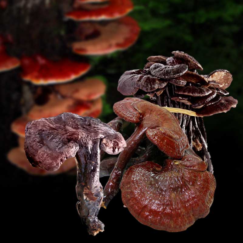 Nấm lim xanh Tiên Phước 0.5 kg (hồng chi) L013 a1