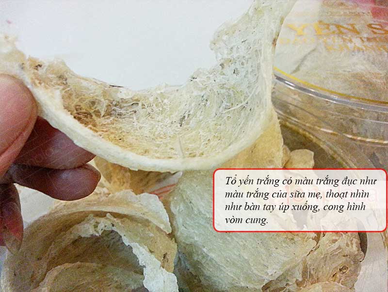 Yến nguyên tổ Khánh Hòa hộp 50g TP2 Y011 a9